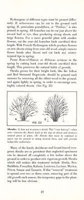 page 29 thumbnail