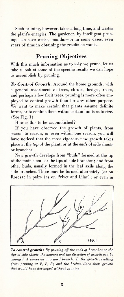 How to Prune for Better Flowers, Shrubs, Trees and Fruits: Page 5