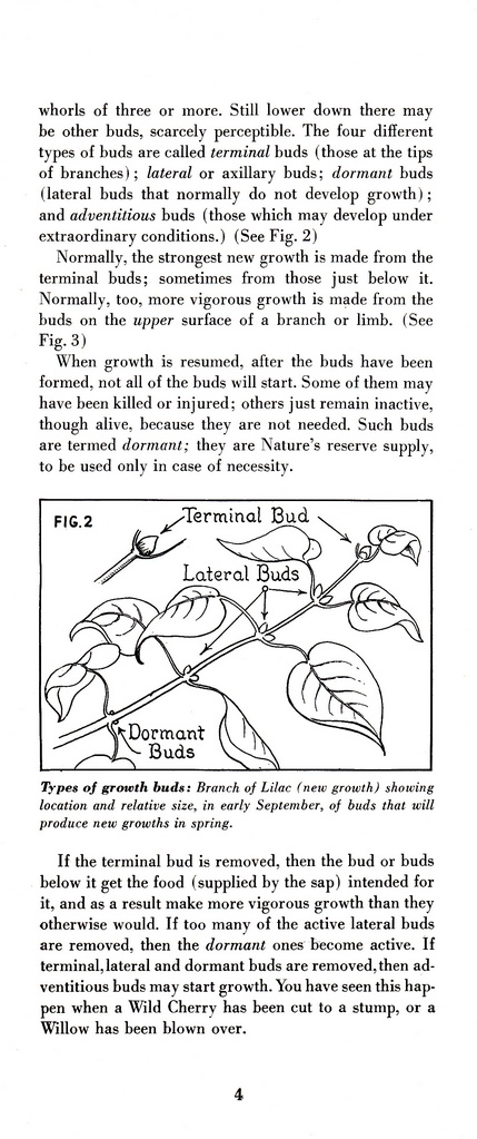 How to Prune for Better Flowers, Shrubs, Trees and Fruits: Page 6