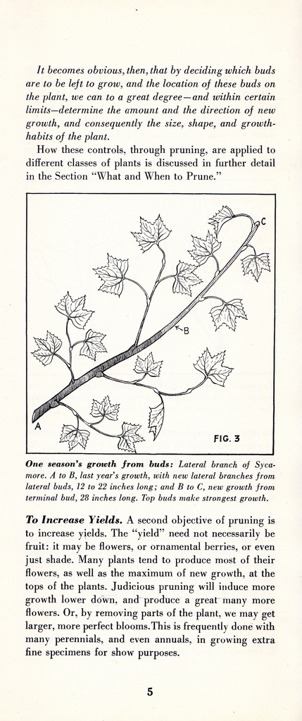 How to Prune for Better Flowers, Shrubs, Trees and Fruits: Page 7