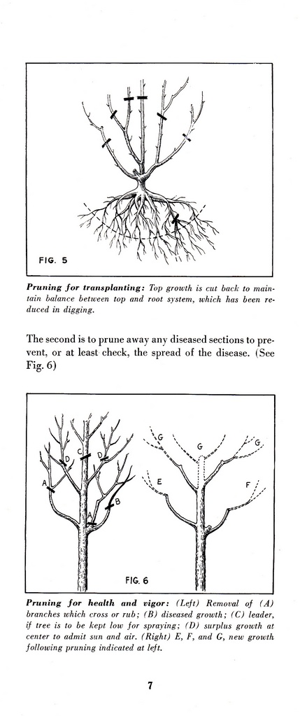 How to Prune for Better Flowers, Shrubs, Trees and Fruits: Page 9