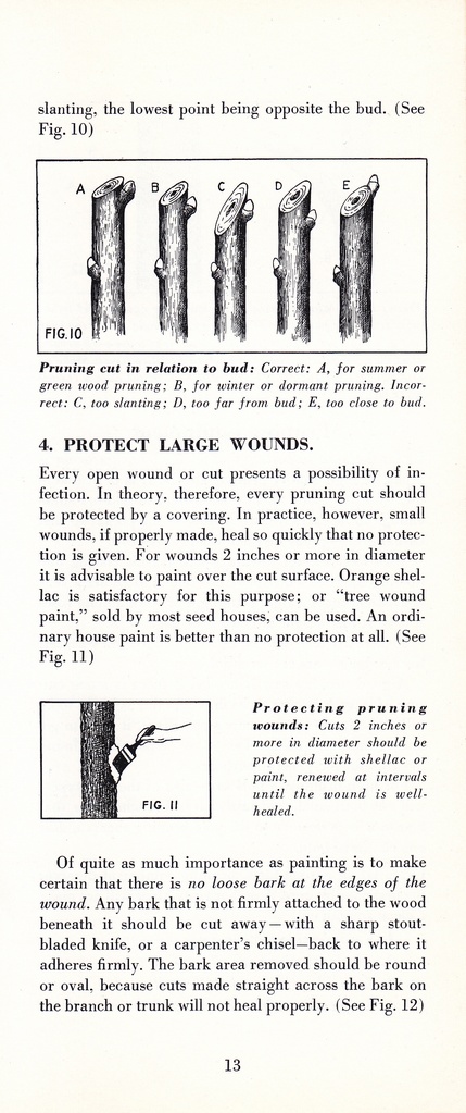 How to Prune for Better Flowers, Shrubs, Trees and Fruits: Page 15