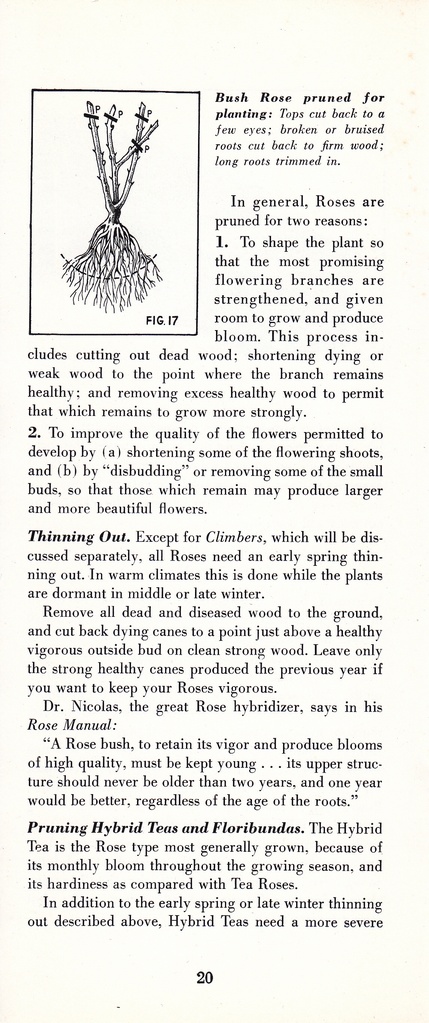 How to Prune for Better Flowers, Shrubs, Trees and Fruits: Page 22