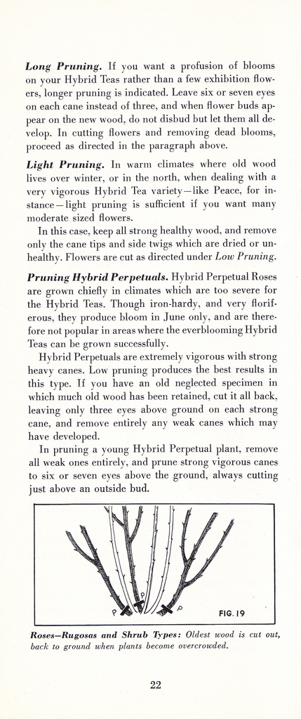 How to Prune for Better Flowers, Shrubs, Trees and Fruits: Page 24