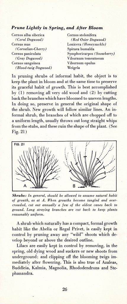 How to Prune for Better Flowers, Shrubs, Trees and Fruits: Page 28