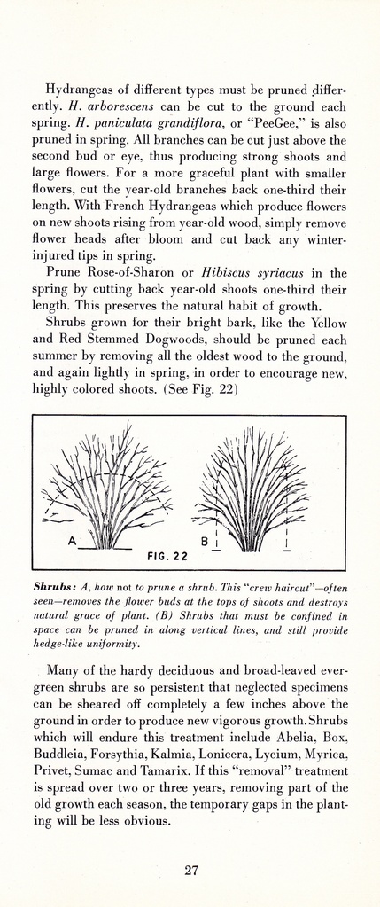How to Prune for Better Flowers, Shrubs, Trees and Fruits: Page 29