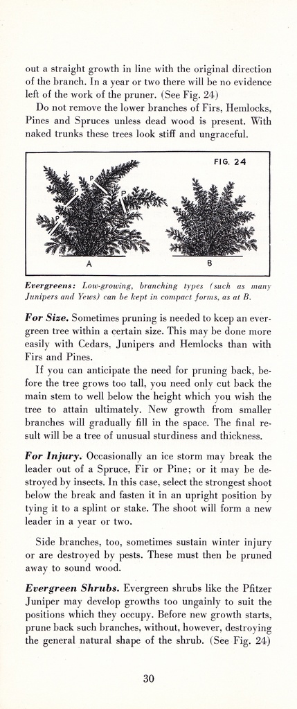 How to Prune for Better Flowers, Shrubs, Trees and Fruits: Page 32