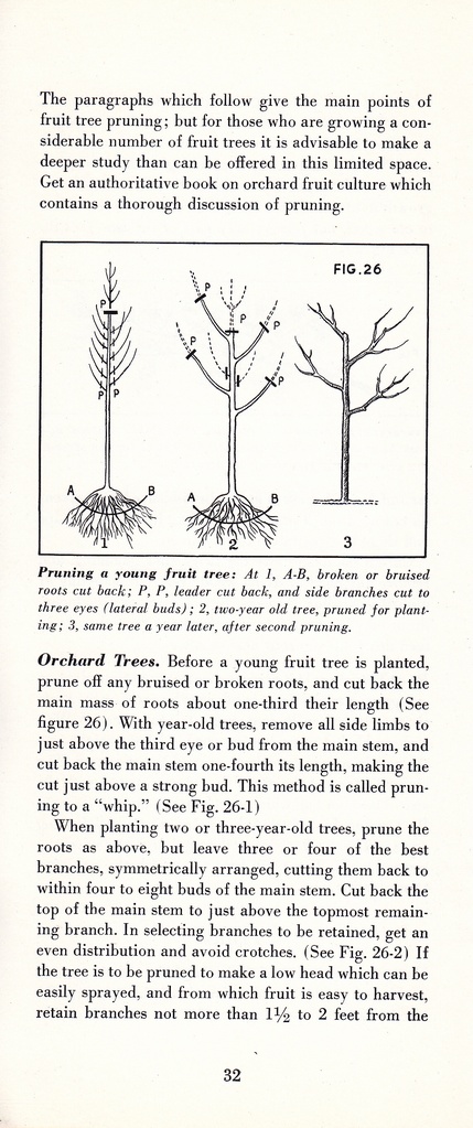 How to Prune for Better Flowers, Shrubs, Trees and Fruits: Page 34