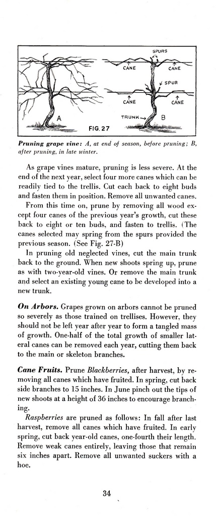 How to Prune for Better Flowers, Shrubs, Trees and Fruits: Page 36
