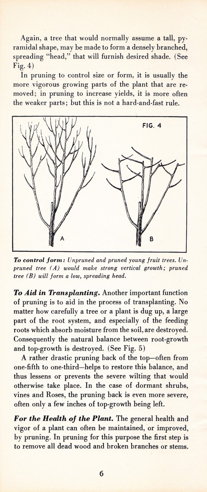 Pruning Guide for Better Shrubs, Trees, Fruits and Flowers (1963): Page 8