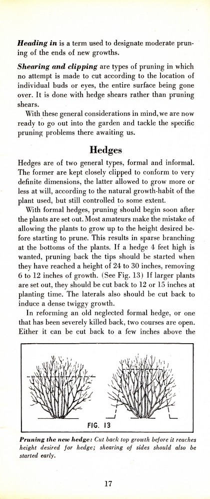 Pruning Guide for Better Shrubs, Trees, Fruits and Flowers (1963): Page 19