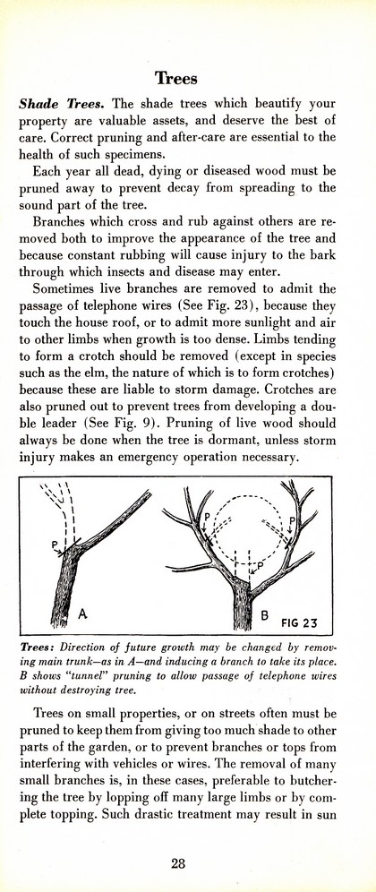 Pruning Guide for Better Shrubs, Trees, Fruits and Flowers (1963): Page 30