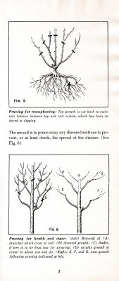 page 11 thumbnail