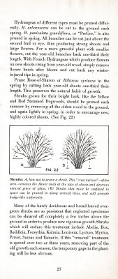 page 31 thumbnail