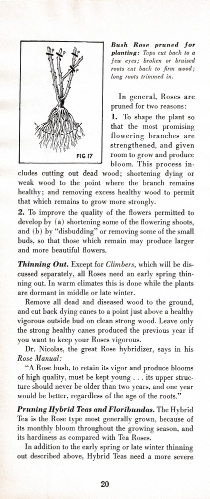 The Wiss Guide to Better Pruning (1965): Page 24