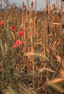 32 Wheat Stalks