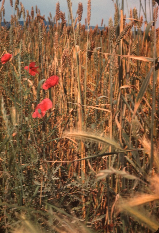 32 Wheat Stalks