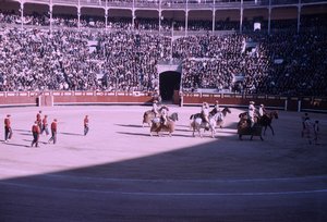 39 Bull Fight