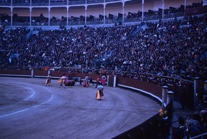 40 Bull Fight