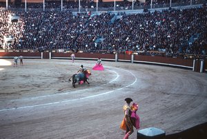 41 Bull Fight