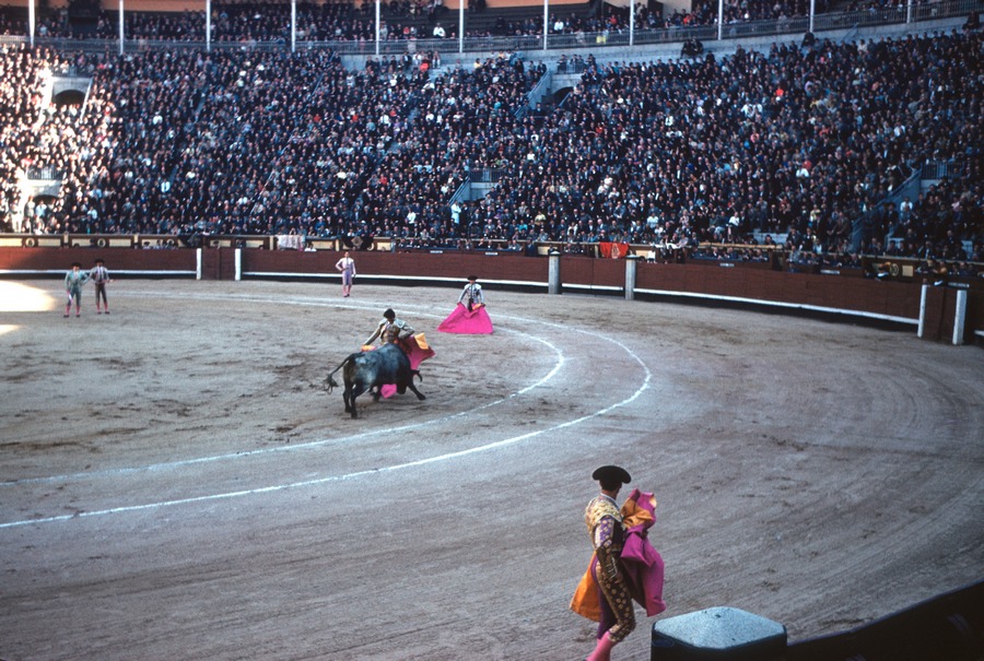 41 bull fight