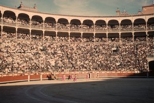 43 Bull Fight