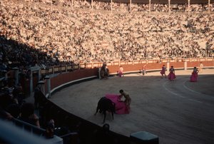 44 Bull Fight