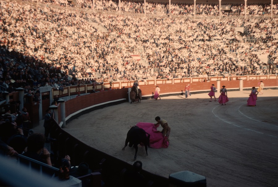 44 bull fight
