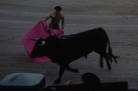Bull Fight thumbnail