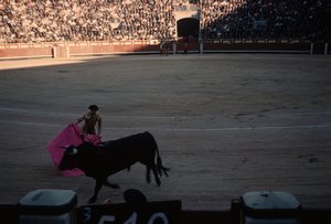 45 Bull Fight