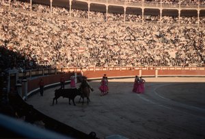 46 Bull Fight
