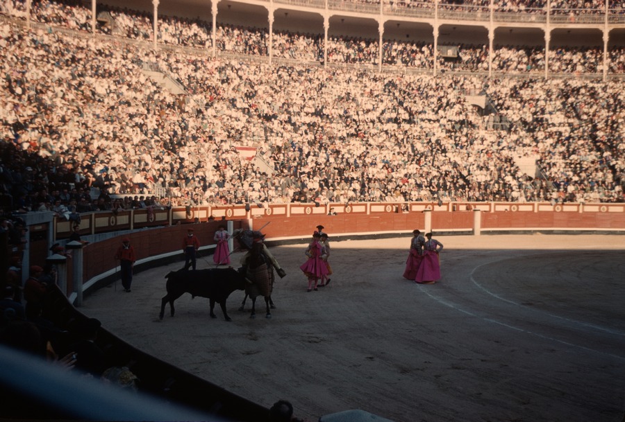 46 bull fight