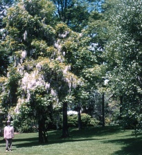 June 1954 Oaklawn Rd