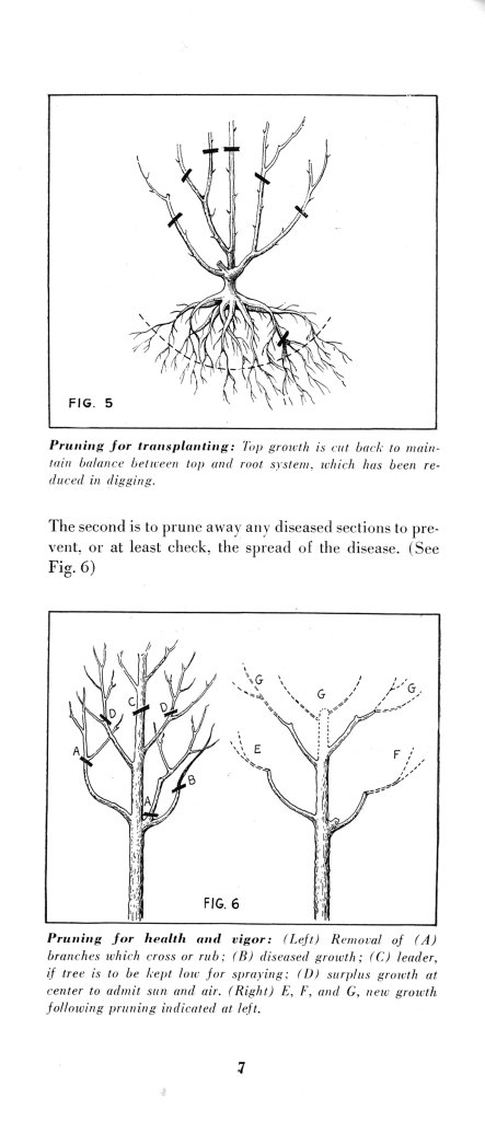 How to Prune for Better Flowers, Shrubs, Trees and Fruits: Page 9