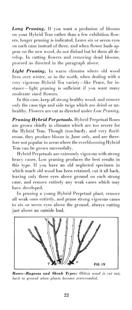 How to Prune for Better Flowers, Shrubs, Trees and Fruits: Page 24