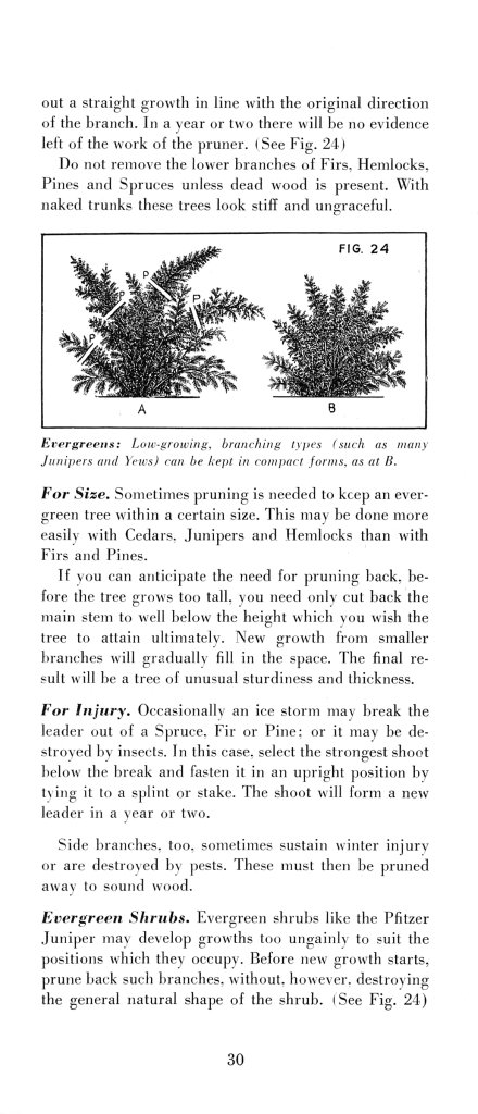 How to Prune for Better Flowers, Shrubs, Trees and Fruits: Page 32