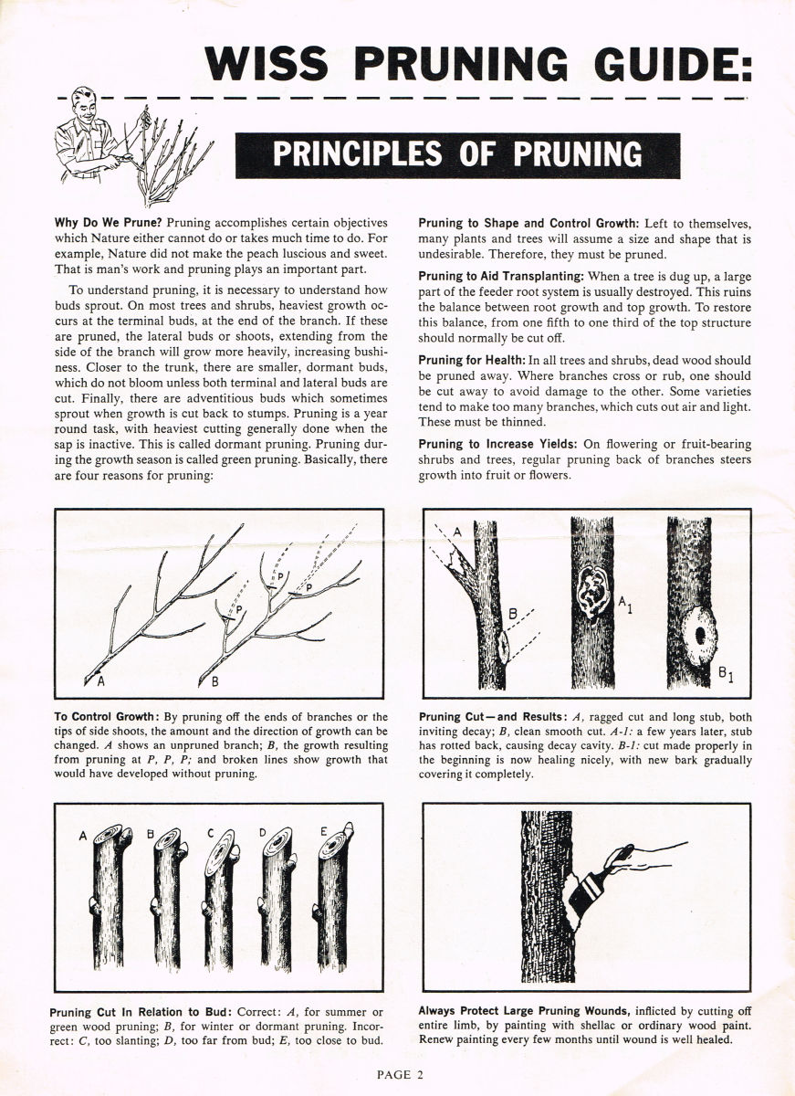 Pruning Guide 1959 2